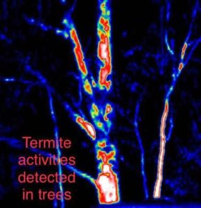 Termite activities detected in trees