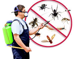 Pest Inspections in Melbourne